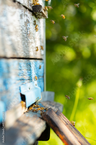 Bees flying around beehive. Honey bees swarming and flying around their beehive. Beekeeping concept. Selective focus