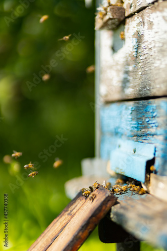 Bees flying around beehive. Honey bees swarming and flying around their beehive. Beekeeping concept. Selective focus