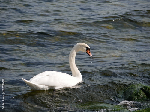 mute swan