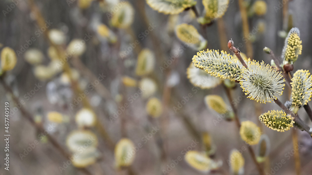 Fototapeta premium Willow branches with fluffy yellow buds bloominng in spring natural or easter background