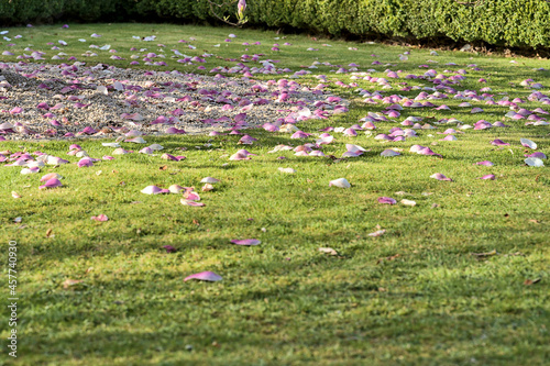 Beautiful closeup view of pink fallen petals of low growing Chinese saucer magnolia (Magnolia Soulangeana) tree, with round gray stone mulching, blooming on university campus, Dublin, Ireland