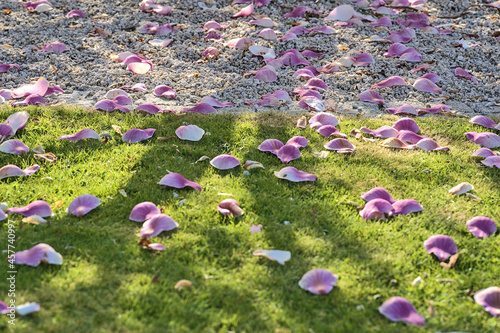 Beautiful closeup view of pink fallen petals of low growing Chinese saucer magnolia (Magnolia Soulangeana) tree, with round gray stone mulching, blooming on university campus, Dublin, Ireland