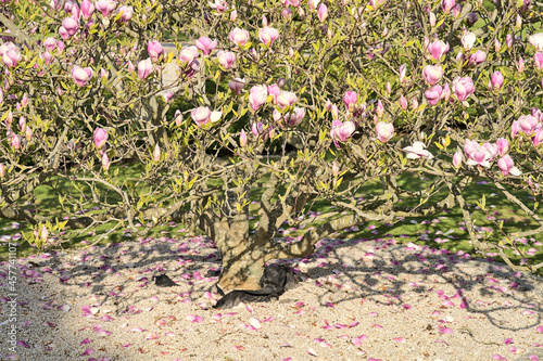 Beautiful closeup view of roots and fallen petals of growing pink Chinese saucer magnolia (Magnolia Soulangeana) tree, with round gray stone mulching, blooming on university campus, Dublin, Ireland