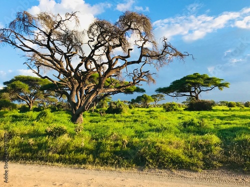 Safari in amboseli national park - Kilimandjaro  photo