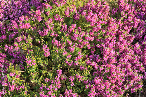 Beautiful spring background of mediterranean pink heath flowers (Erica Arborea) with green needle-like foliage growing and blooming on university campus, Dublin, Ireland