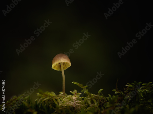 Creatively lit small Galerina family mushroom growing in moss