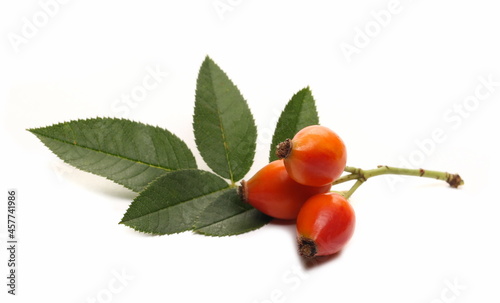 Red dog rose hips on twig with leaves isolated on white background