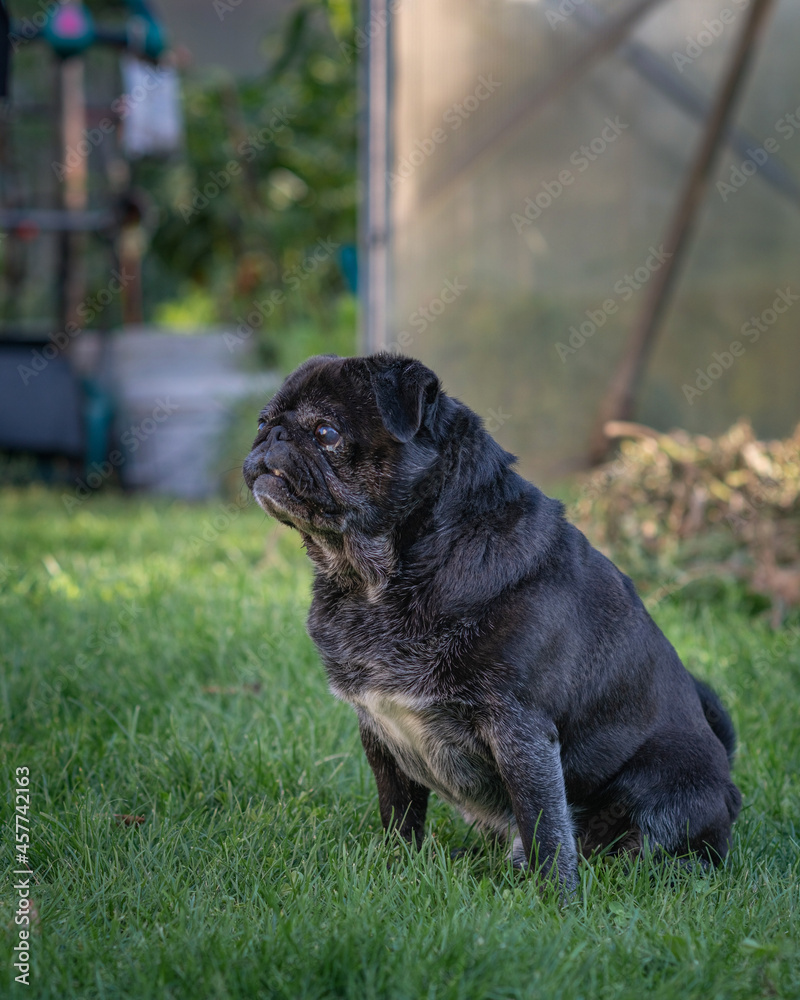 A beautiful young black pug walks in the garden.