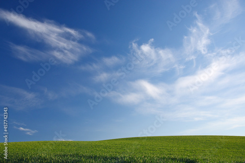 wheat farm hill with blue sky