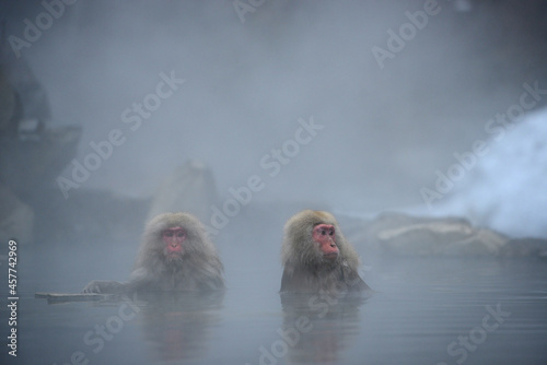 Photography snow monkey