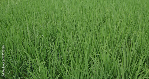 Paddy rice on the field