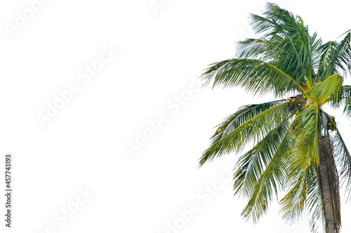 Tropical lone coconut tree in white isolated background. With empty space for text