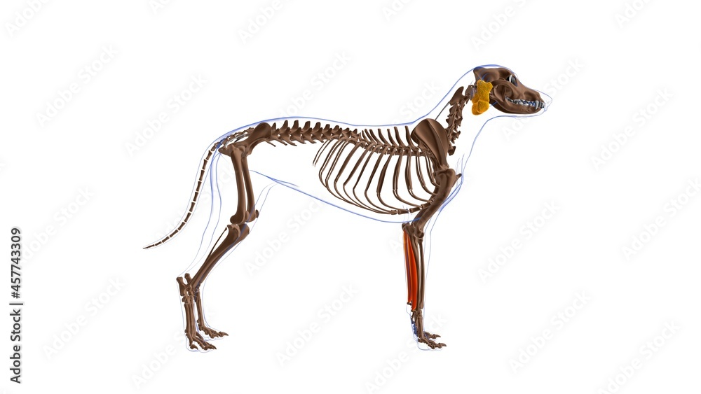 Flexor Carpi Ulnaris muscle Dog muscle Anatomy For Medical Concept 3D