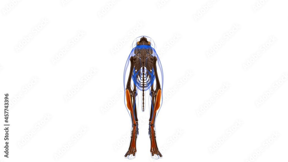 Fototapeta premium Flexor Digitorum Superficialis B muscle Dog muscle Anatomy For Medical Concept 3D