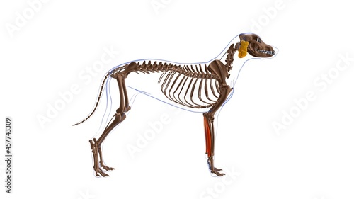 Flexor Carpi Ulnaris muscle Dog muscle Anatomy For Medical Concept 3D © mybox