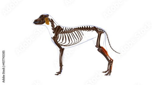 Flexor Digitorum Superficialis B muscle Dog muscle Anatomy For Medical Concept 3D © mybox