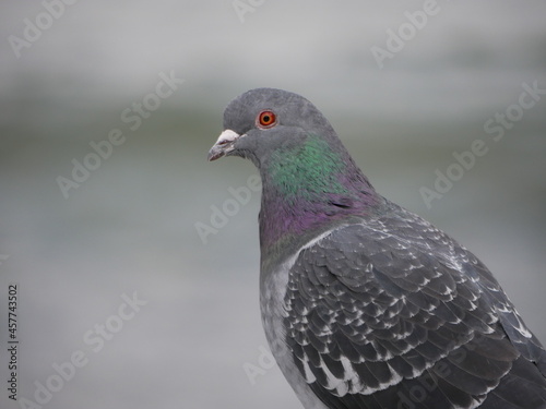 pigeon in the park © Karo