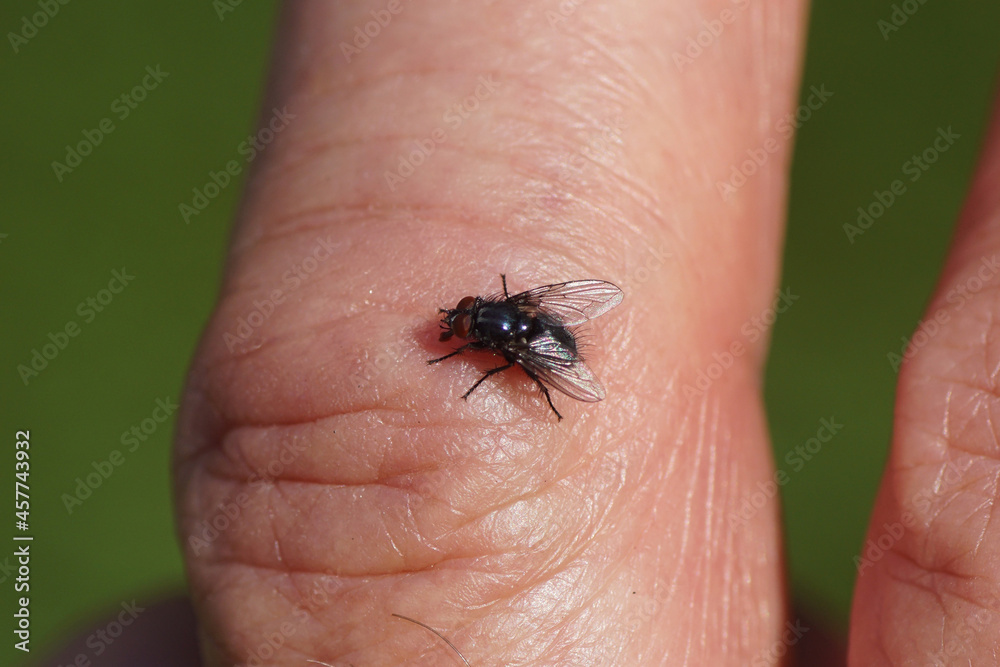 Close up small, dark, shiny fly of the genus Melinda, family Calliphoridae on a finger in a Dutch garden. Late summer, Netherlands, September	