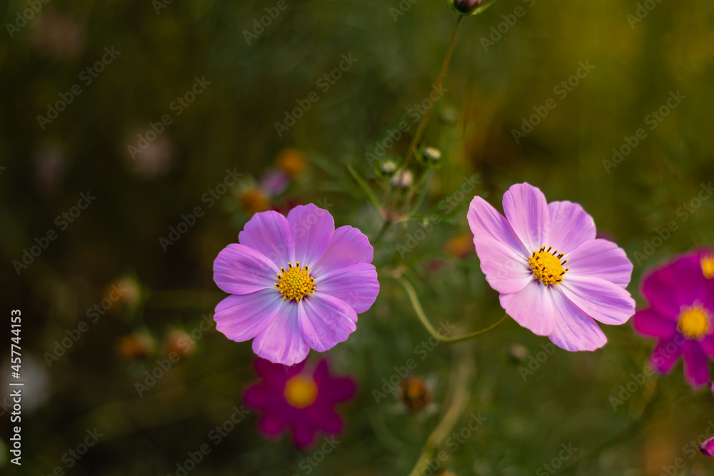 Pink cosmos flowers in warm evening lighting on a blurred green background. Pink cosmos flowers in warm evening lighting on a blurred green background.