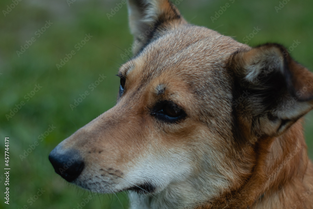 Portrait of a beautiful red dog with large ears and a long nose.