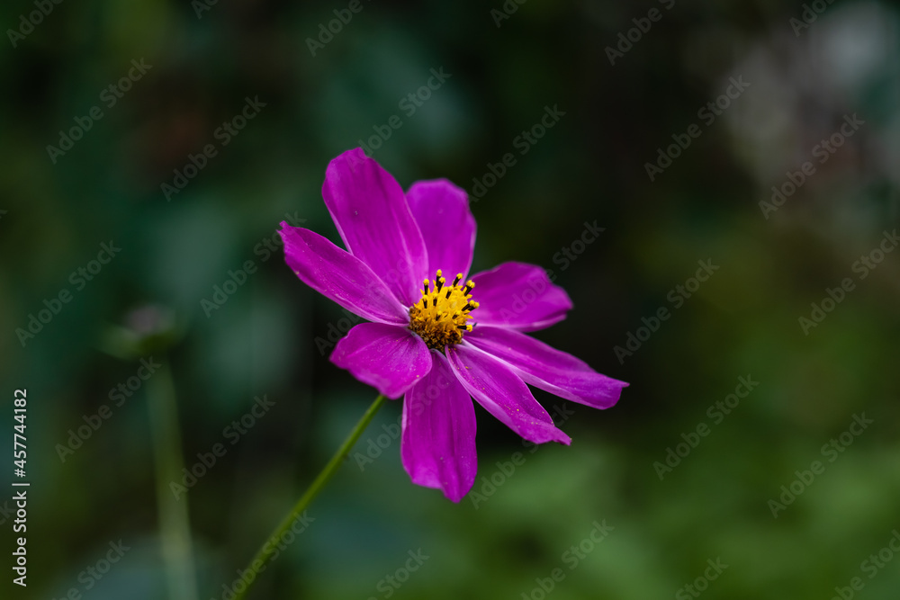 Fototapeta premium A pink cosmos flower close-up on a blurry green background in an autumn garden.