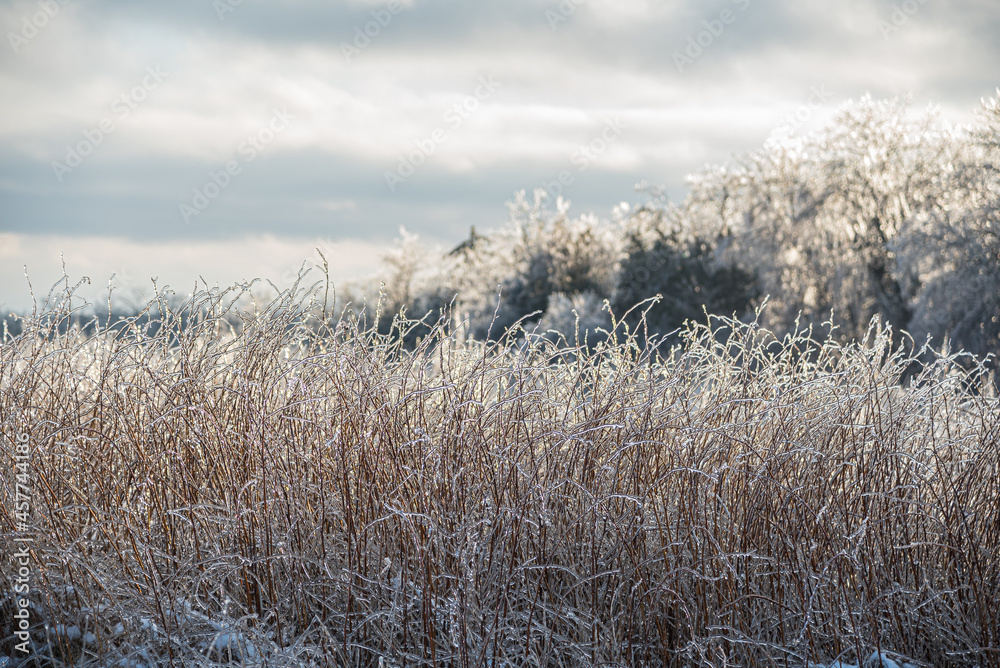 Dry grass blades, encased in ice Dry grass blades, encased in ice