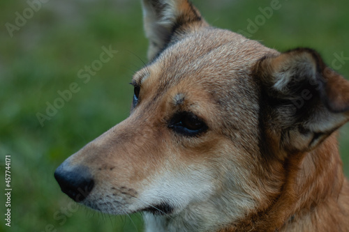 Portrait of a beautiful red dog with large ears and a long nose. © Tanya