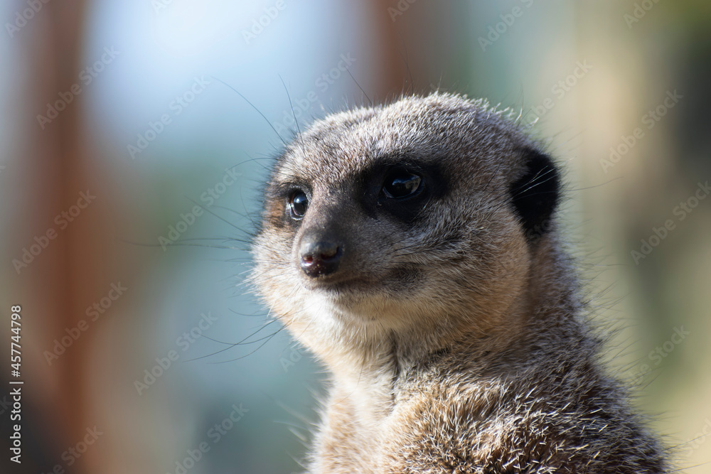 meerkat (Suricata suricatta) or suricate, a small mongoose found in southern meerkat (Suricata suricatta) or suricate, a small mongoose found in southern