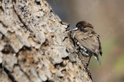 Southern Bronze Mannikin (Spermestes cucullata ssp. scutata) perched on a branch photo