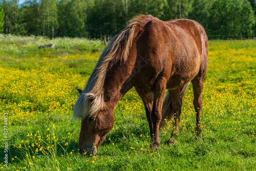 Icelandic horse grazing in a yellow summer field