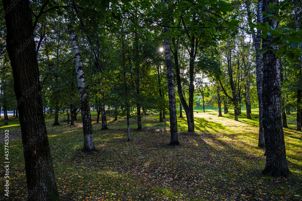 landscape with trees in a city park landscape with trees in a city park