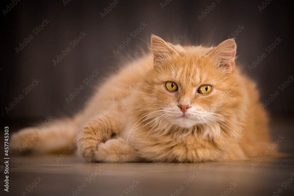 maine coon cat lying and looking