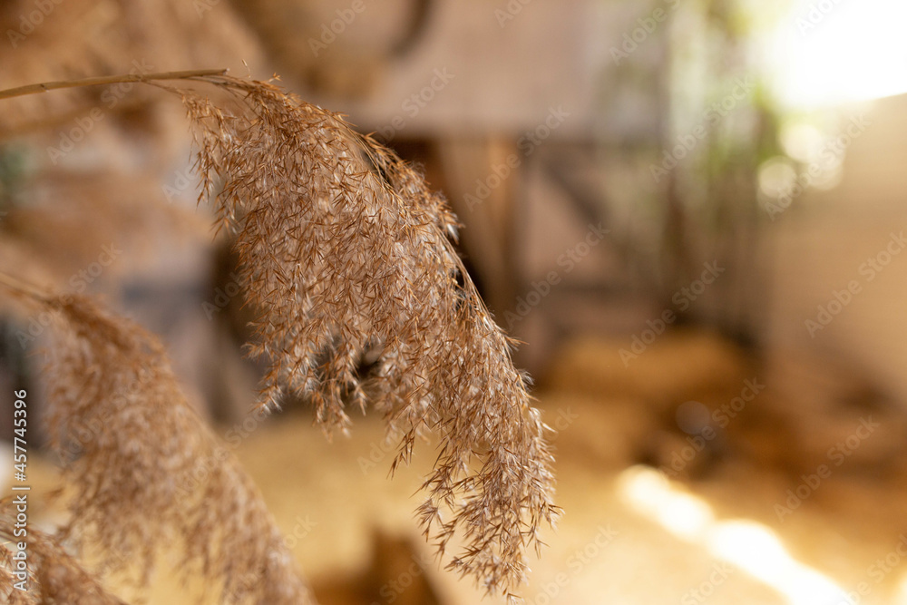 ears. bouquet of ears. background texture ears. bouquet of ears. background texture