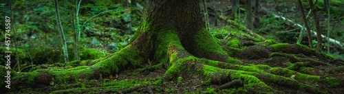 Fotografie, Obraz Wide panorama view of the roots of an old fir tree covered in green moss