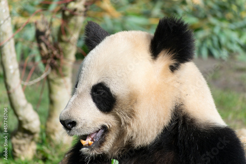 giant panda Ailuropoda melanoleuca or panda bear, native to South Central China