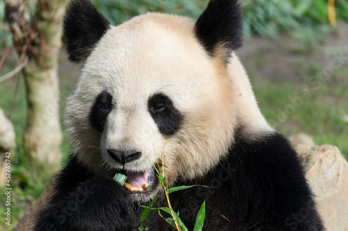 giant panda Ailuropoda melanoleuca or panda bear  native to South Central China