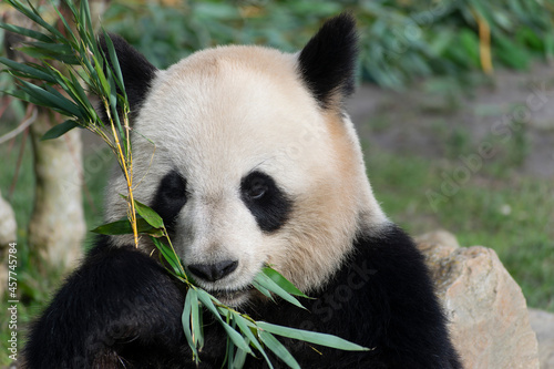 giant panda Ailuropoda melanoleuca or panda bear  native to South Central China