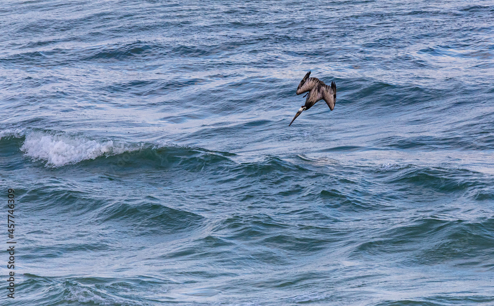 Diving Brown Pelican