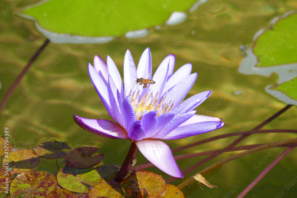 purple water lily with a honey bee hovering above purple water lily with a honey bee hovering above