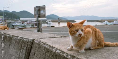 Cat at Ieura port of Teshima Island in Seto Inland Sea, Kagawa, Japan　香川県・豊島 家浦港の野良猫 瀬戸内海 photo