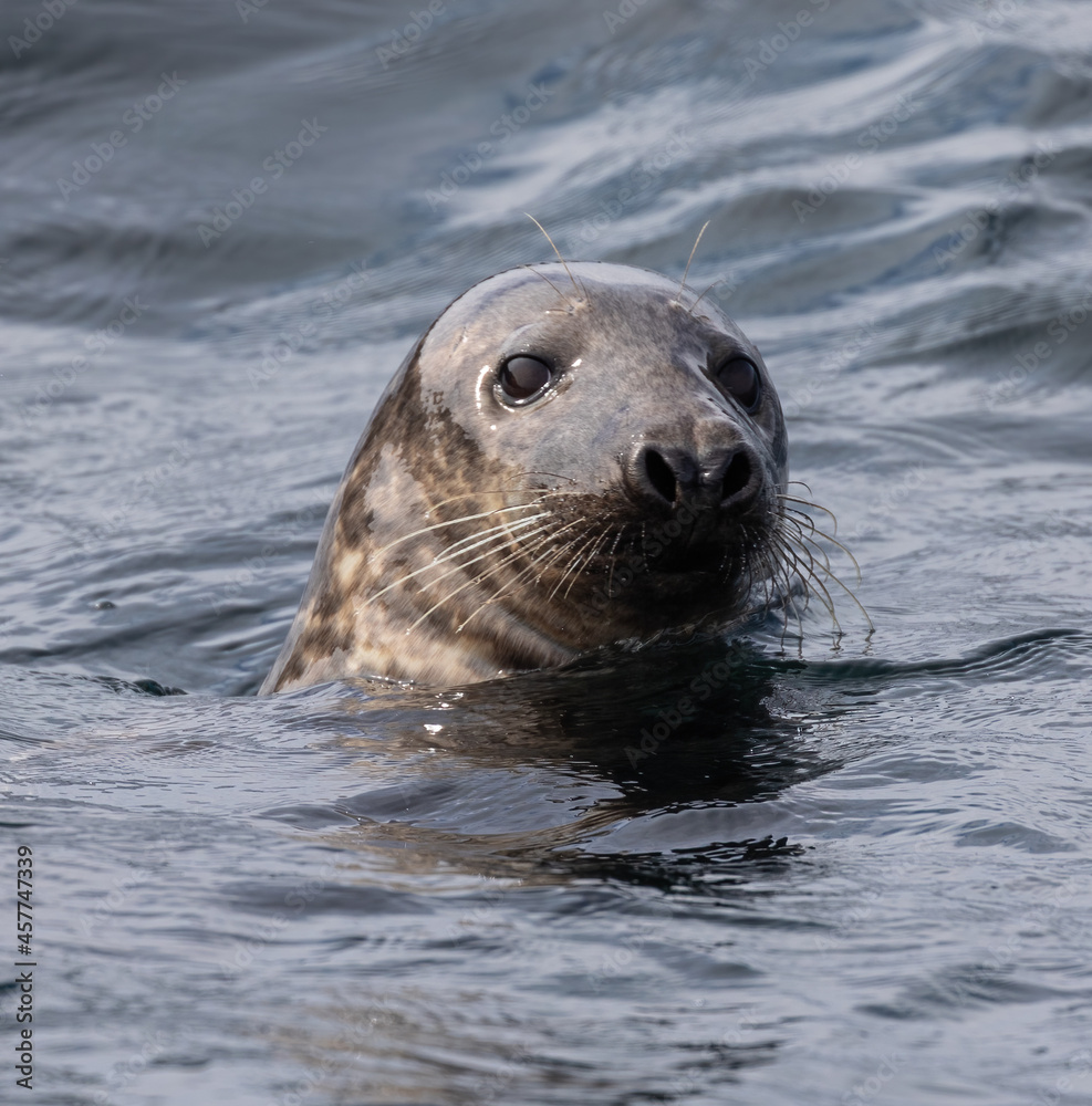 Fototapeta premium Curious grey seals