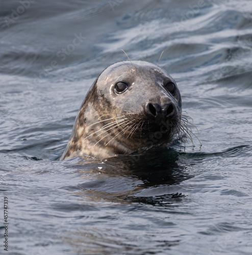 Curious grey seals © David