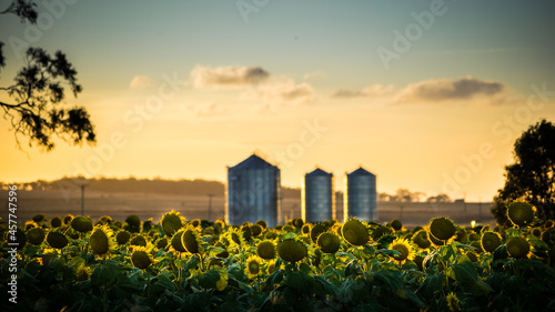 Field of Sunflowers with silos at sunset photo
