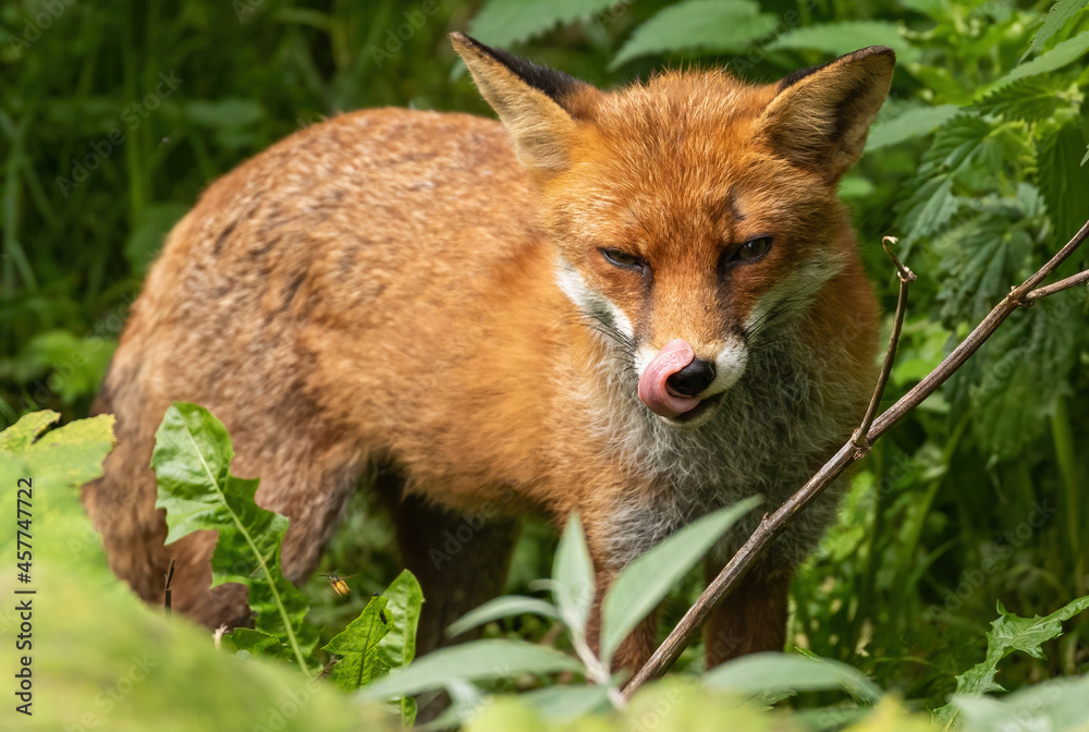 Fototapeta premium Red Fox