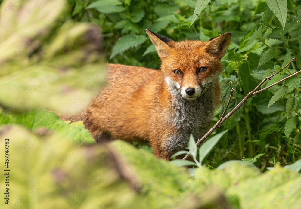 Red Fox Red Fox