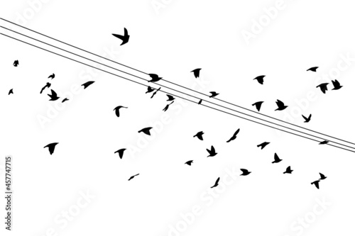 Birds on wires. Vector illustration