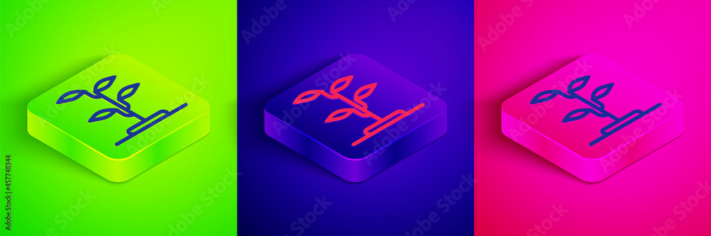 Isometric line Sprout icon isolated on green, blue and pink background. Seed and seedling. Leaves sign. Leaf nature. Square button. Vector Isometric line Sprout icon isolated on green, blue and pink background. Seed and seedling. Leaves sign. Leaf nature. Square button. Vector