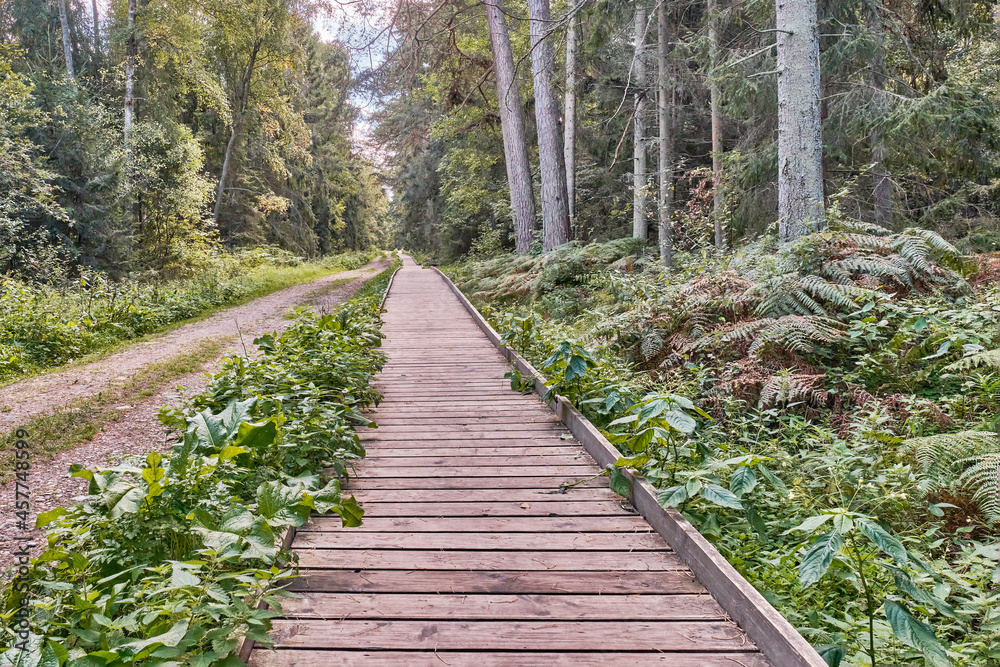 Obraz premium Wooden flooring in a mixed forest, ecological trail