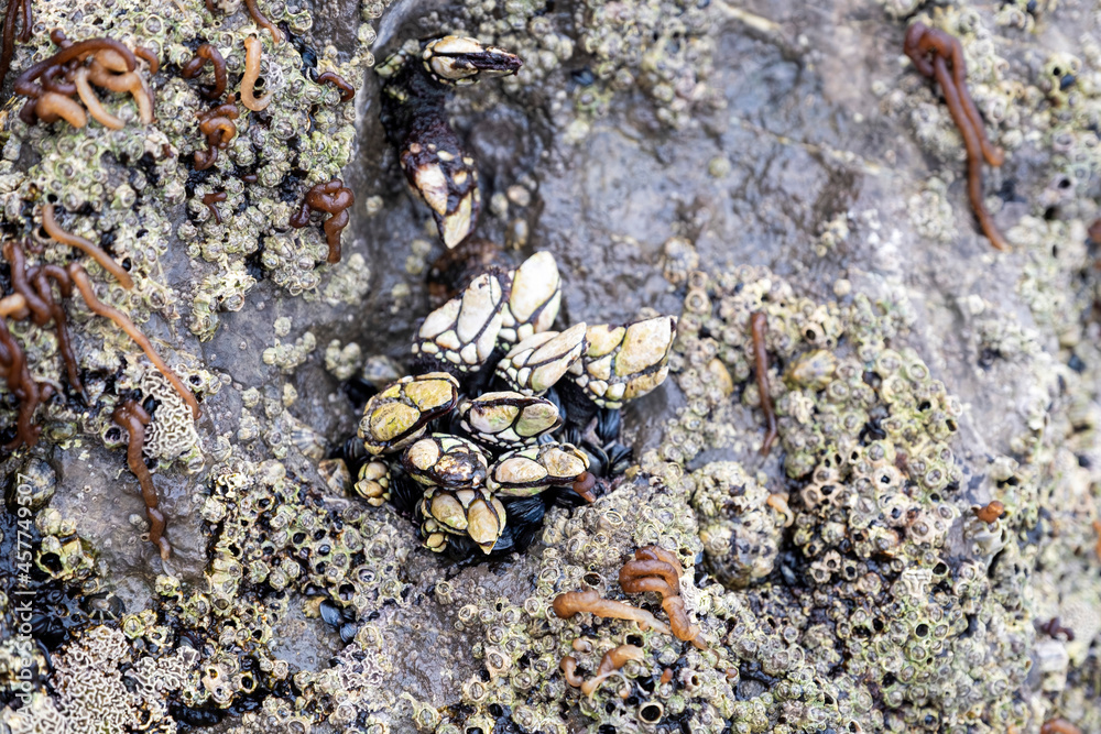 close up of goose barnacles on a sea rock exposed to the water at low tide, limpets and seaweed, selective focus close up of goose barnacles on a sea rock exposed to the water at low tide, limpets and seaweed, selective focus