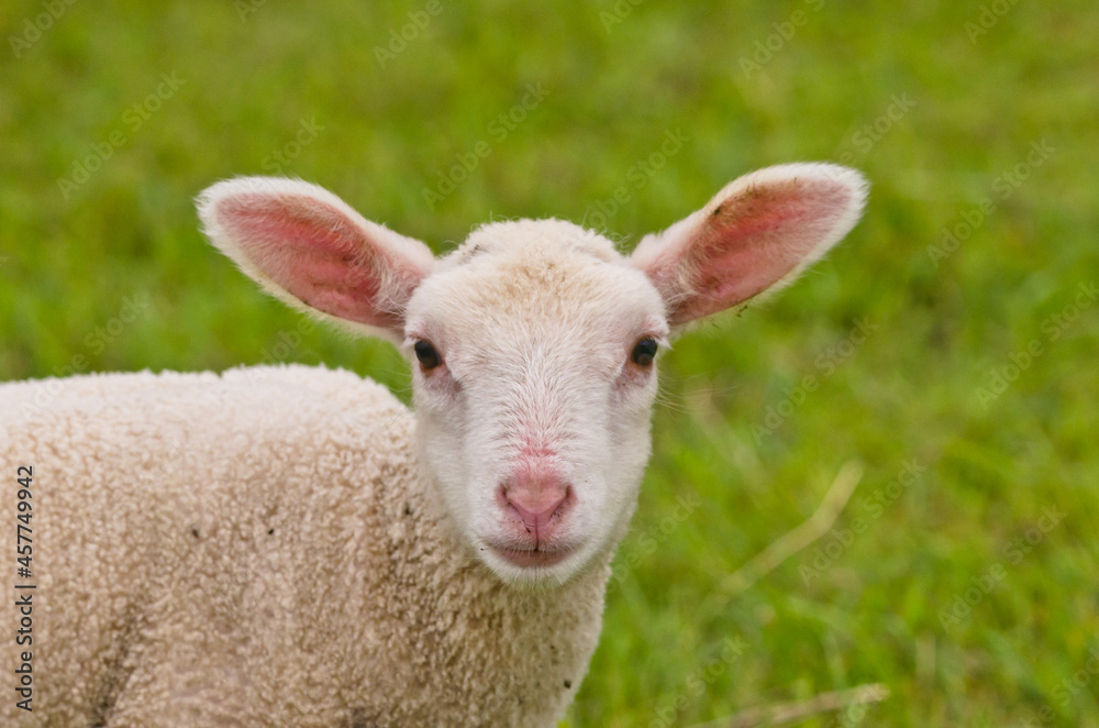 Portrait of a very cute white newborn lamb in the meadow Portrait of a very cute white newborn lamb in the meadow
